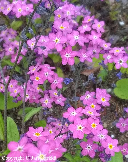 Myososotis sylvatica 'Rosylva', puistolemmikki